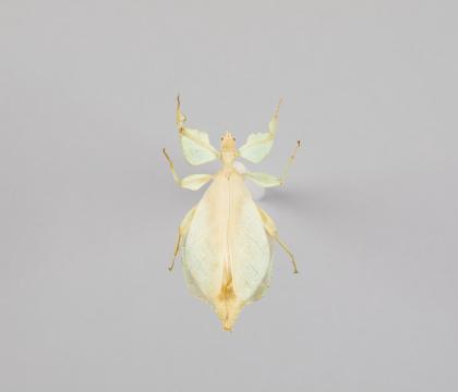 Phyllium celebicum