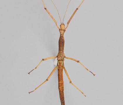 Phasmidae sp. 8